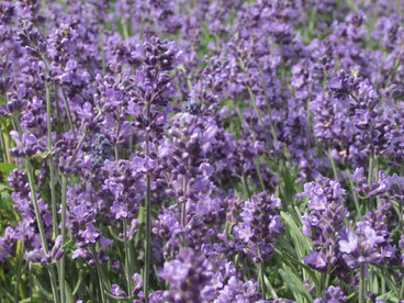 Lavender