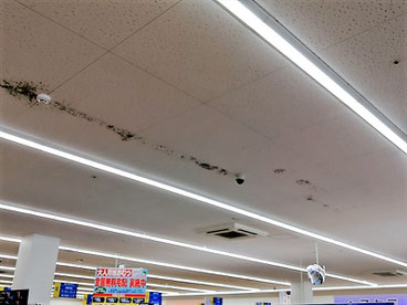 カビ取り前の天井