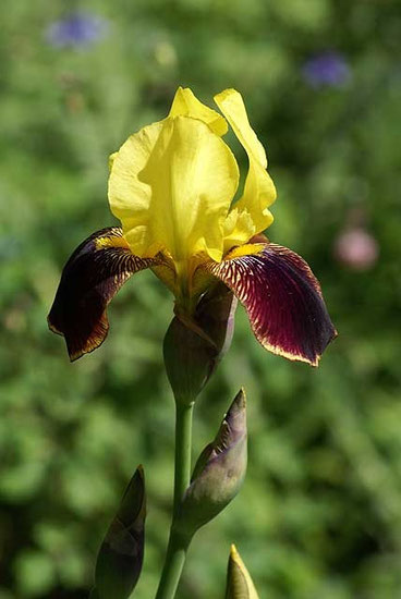 Iris