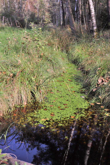 Bach im Herbst