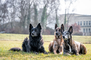 TrickDog Flotte Pfoten