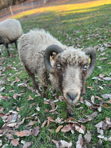Tierpatenschaft für Maurice