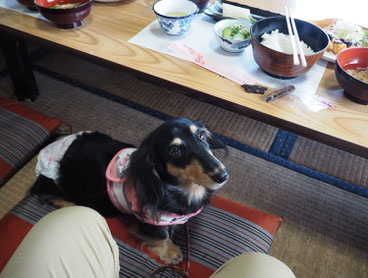 かーちゃんは私のお昼を置いてきちゃったので、いただいたオヤツで我慢なのだ