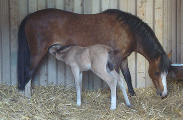 Mabel with her first foal Oostdijk's Ceridwen Madoc (2009)