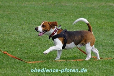 Freudiger Rückruf an Schleppleine