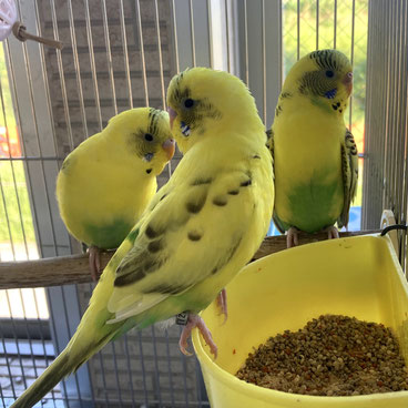 オカメインコ 一斉引き取り