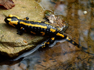 Feuersalamander (G. Farka)