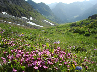 Leben auf der Alp