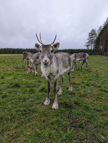 Traditionell gehaltenes Rentier der Pikkuaho Reindeerfarm in Saariharju
