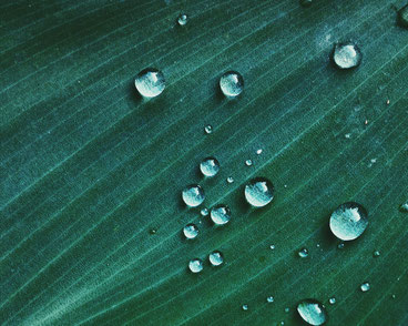 Wasser perlt einfach von der Kork-Oberfläche ab - Wie von diesem Blatt