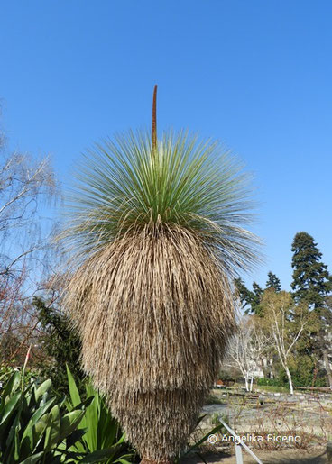 Australischer Grasbaum, Xanthorrhoea glauca subsp. glauca, © Mag. Angelika Ficenc