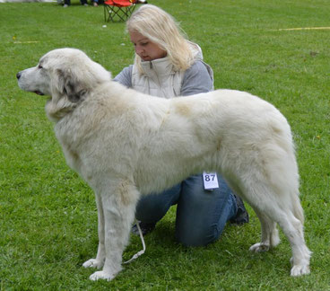 Echo de'Chien Carmen 2 years old in Finnish National Specialty show, excellent 4th in champion class judged by breed specialist Elena Vespa, Italy. Photo Tapani Koivusalo