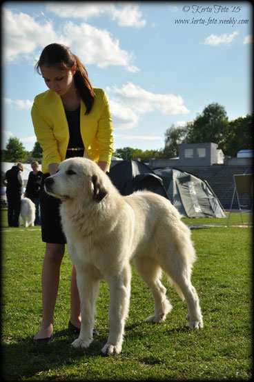 FI EE BLR CH TLNWCup15 EEJCH Echo de'Chien Carmen 