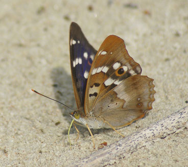 Le petit mars changeant (Apatura ilia)