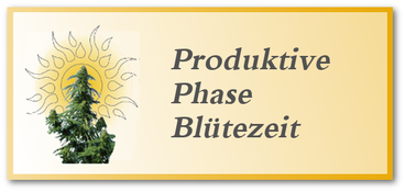 Blüte & produktive Phase