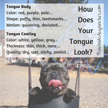 Chinese medicine tongue diagnosis puppy