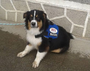 Un chien écouteur des chiens du silence en éducation (Crédit Photo : ACS)