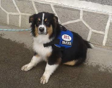 A hearing dog in training from the association of dogs of silence (Crédit Photo : ACS)