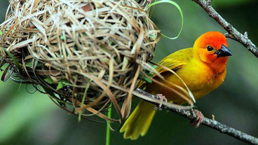 Golden Palm Weaver (Ploceus bojeri)