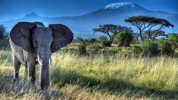Monte Kilimanjaro Parco Nazionale Amboseli