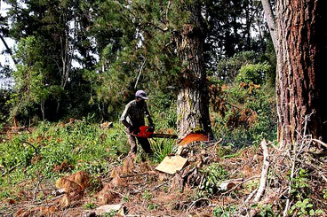 Foresta del Monte Kenya 16 gennaio 2018. I fautori della deforestazione commerciale minacciano di denunciare gli ambientalisti per diffamazione, insistendo sul fatto che le loro azioni di disboscamento sono pienamente legali.