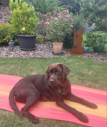 Labrador Hündin Luna, Treue Begleiterin auf Yogamatte im Garten