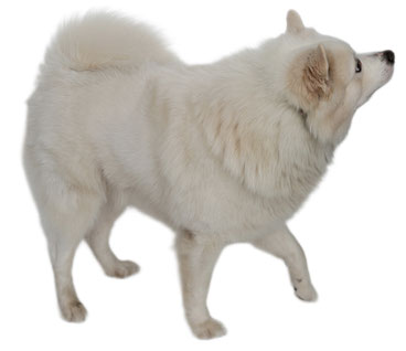 Birk vom Roten Turm Chudzinski Giant Spitz American Eskimo Dog German Spitz Pomeranian