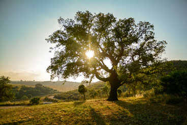 Alentejo Portugal