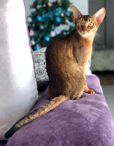 Les Eleveurs Abyssin Somali De Suisse Isal Club Des Chats Somali Et Abyssin Les Eleveurs Abyssin Somali De Suisse Isal Club Des Chats Somali Et Abyssin