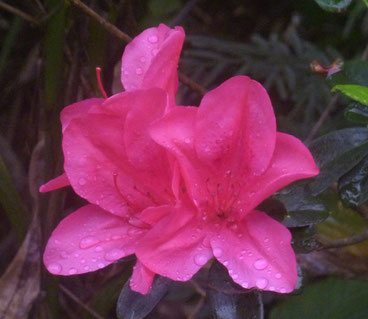 Pinke Blüte Führung und Botschaften der Engel