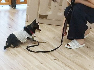 待ての練習中の成犬わんちゃん