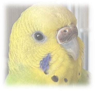 セキセイインコのアレイちゃん