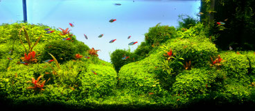 Greenscaping Aquascape