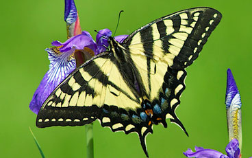 A female Eastern Tiger Swallowtail butterfly (Papilio glaucus) feeding on the flower of a Siberian Iris (Iris sibirica). www.distanthill.org