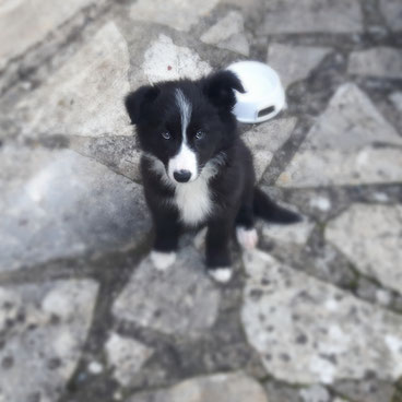 Education chiot bordeaux
