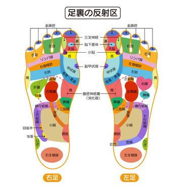 足裏の反射区