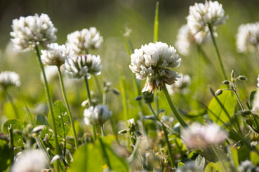 Fleurs de trèfle blanc de Nouvelle-Zélande dans la nature et en macro