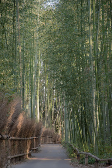 Foresta di bambù Arashiyama