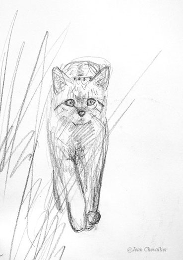 Chat forestier Felis sylvestris croquis Jean Chevallier