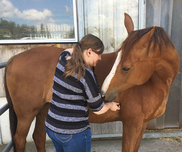 Kolik beim Pferd