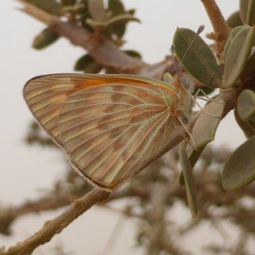 Colotis chrysonome meinertzhageni, mâle au Djebel Deramane ©Annie Garcin 