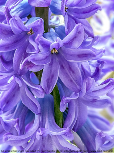 © by Pelz Kreativ 2023, Hyazinthenblüten, Blüten, lila, Pflanze, Frühling, Makrofotografie, fineART, Natur, violett, 