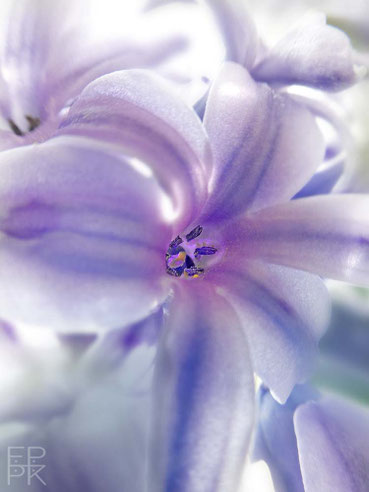 Hyazinthe, Blüten, Pflanze, Natur, fineART, Fotografie, lila, Frühling, © by Pelz Kreativ 2022, Makroaufnahme, März, 2022,