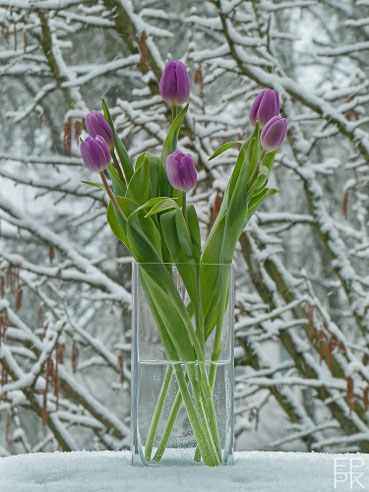 April, April, der weiß nicht, was er will., fineART, © by Pelz Kreativ 2022, Tulpen, violett, Blüten, Schnee, April, 2022, Fotografie, fineART, Vase, Äste, Baum, Frühling, Winter,