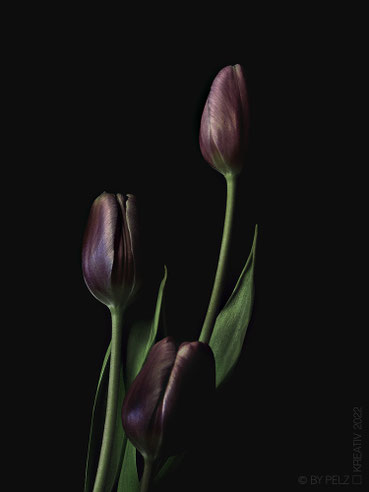 Quiet Elegance, Design, Art, Fotokunst, Tulpen, Blumen, Blüten, fineART, © by Pelz Kreativ 2022, Fotografie, April,