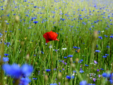 Beas Augenblicke, Kornfeld, Mohnblume 