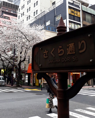  Road to cherry blossoms (SAKURA)