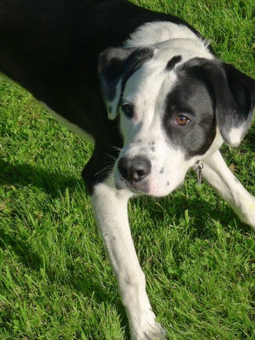 Bobby, Boxer-Border Collie Mix