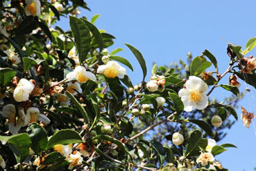 日本伝統の素材 茶花