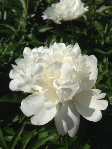 白芍薬、東京都薬用植物園にて撮影